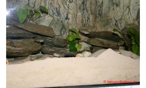 Neolamprologus multifasciatus Becken